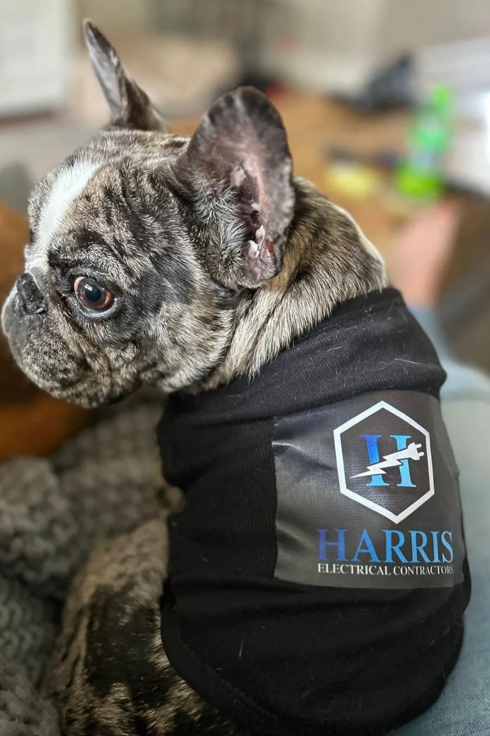 about harris electrical contractors, harris electrical contractors mascot, harris electrical contractors employee of the month, harris electrical contractors employee of the year